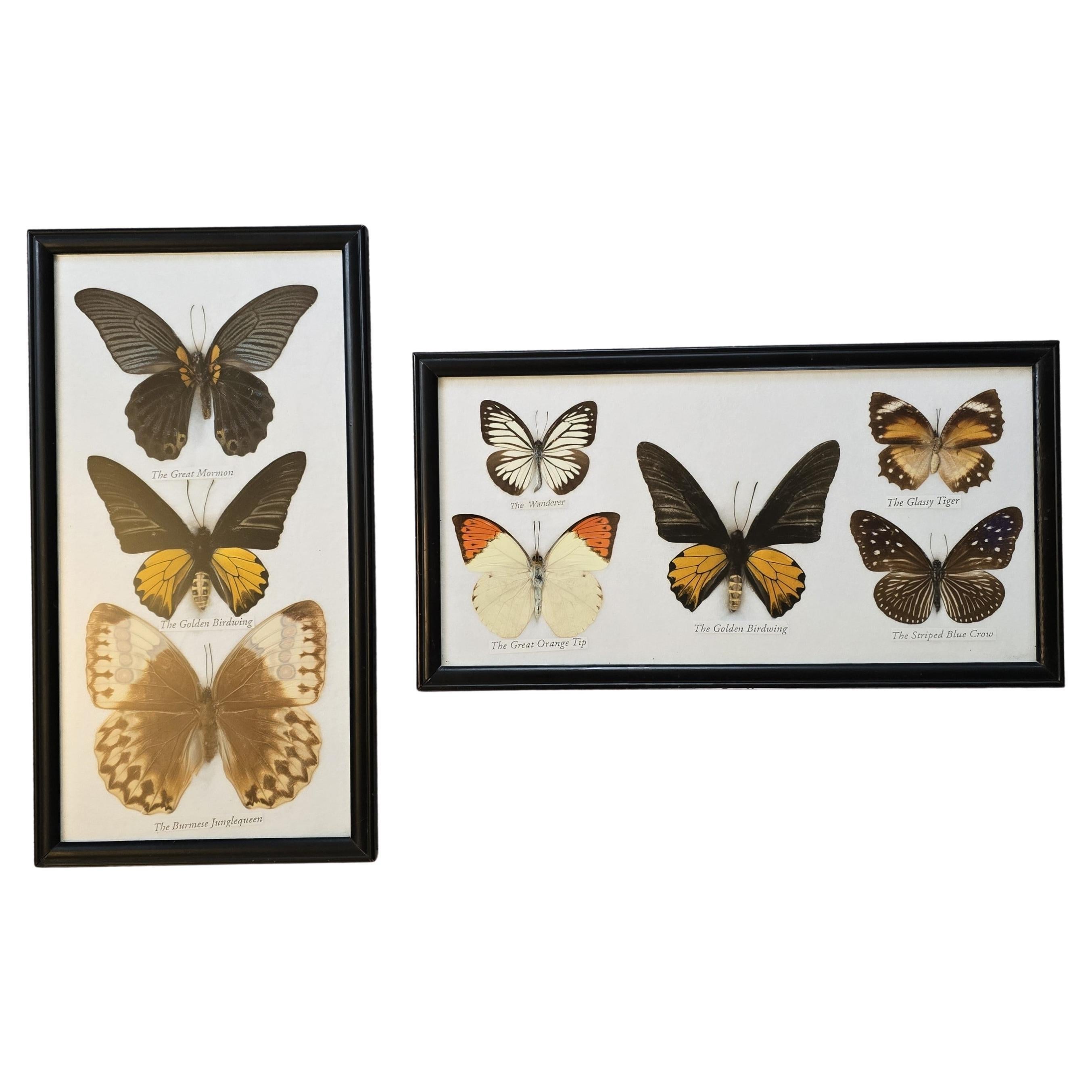 Two Framed Butterfly Pictures en vente