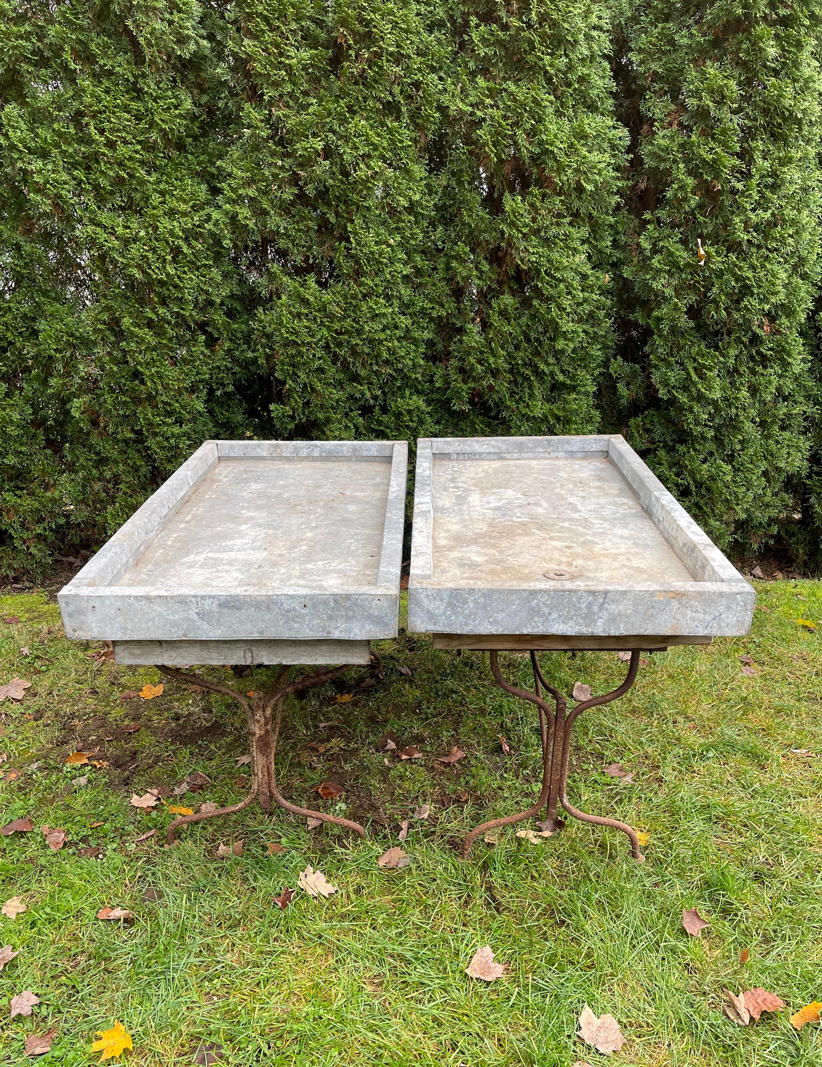 Antique potting tables in good condition are very difficult to source, particularly ones in zinc with lovely patinas. These are stunners and have commodious wells with drain holes atop old wrought iron bases with curved legs. Fully functional, they
