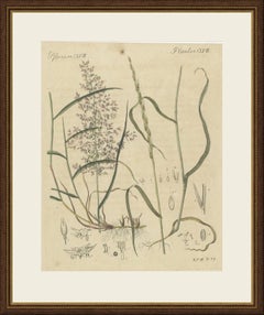 Deux herbes avec des détails floraux, gravure ancienne de Bertuch, vers 1818