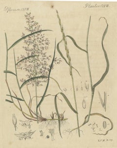 Deux herbes avec des détails floraux, gravure ancienne de Bertuch, vers 1818