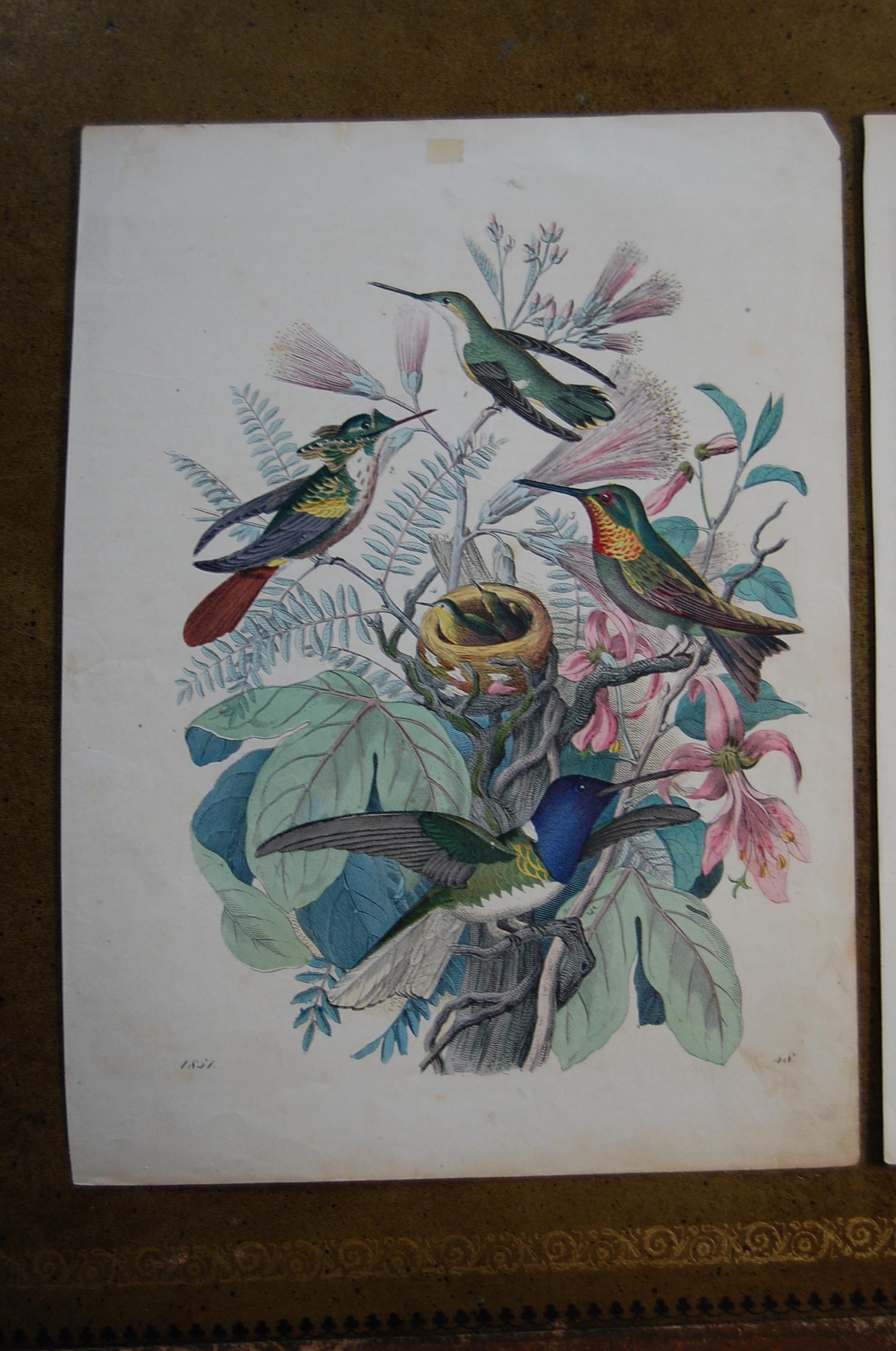 Two similar hand colored prints dated 1843 and 1851. Good overall condition and bright beautiful colors.