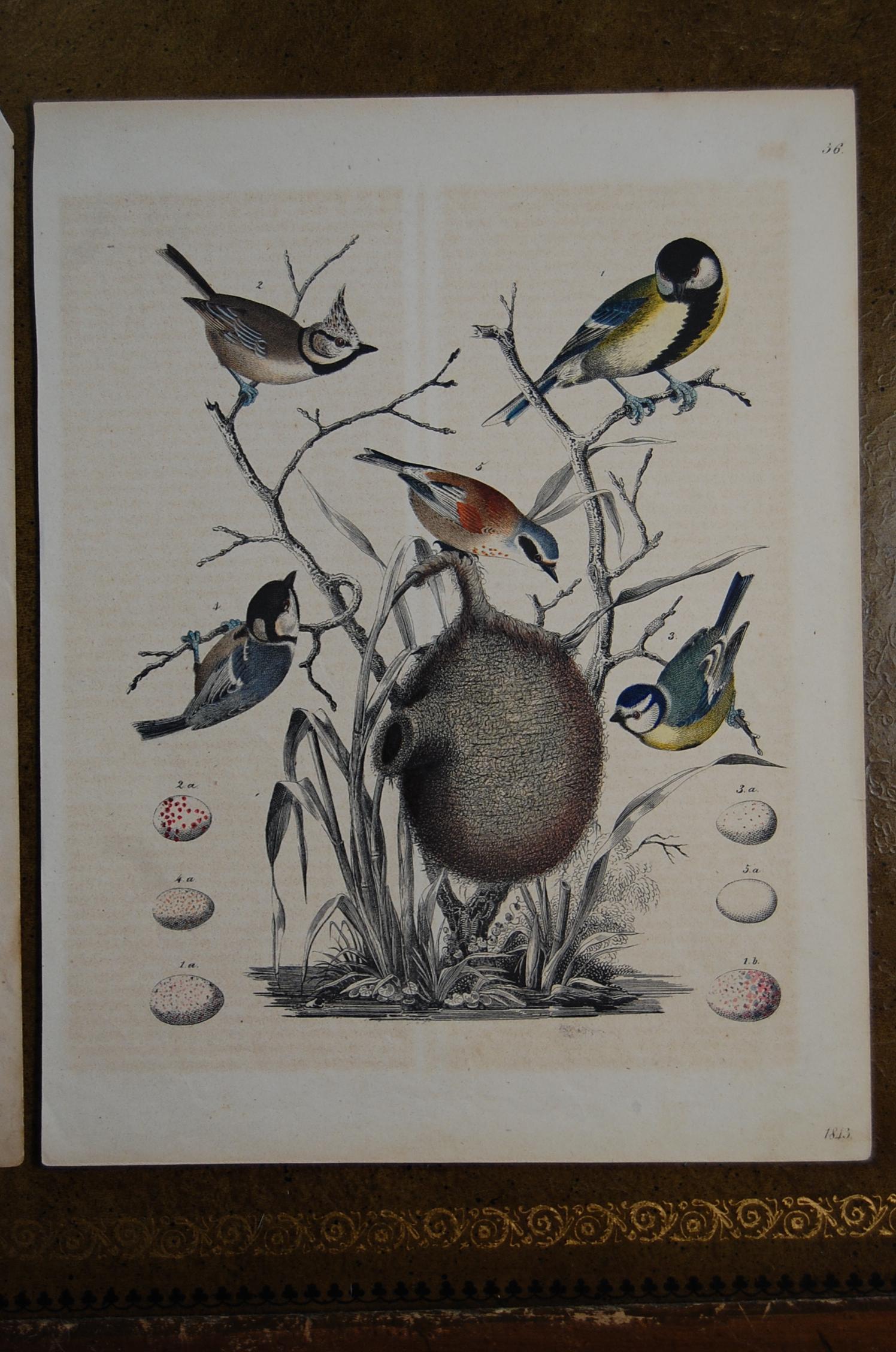 Victorian Two Hand Colored 19th Century Prints Depicting Bird Species and Nests