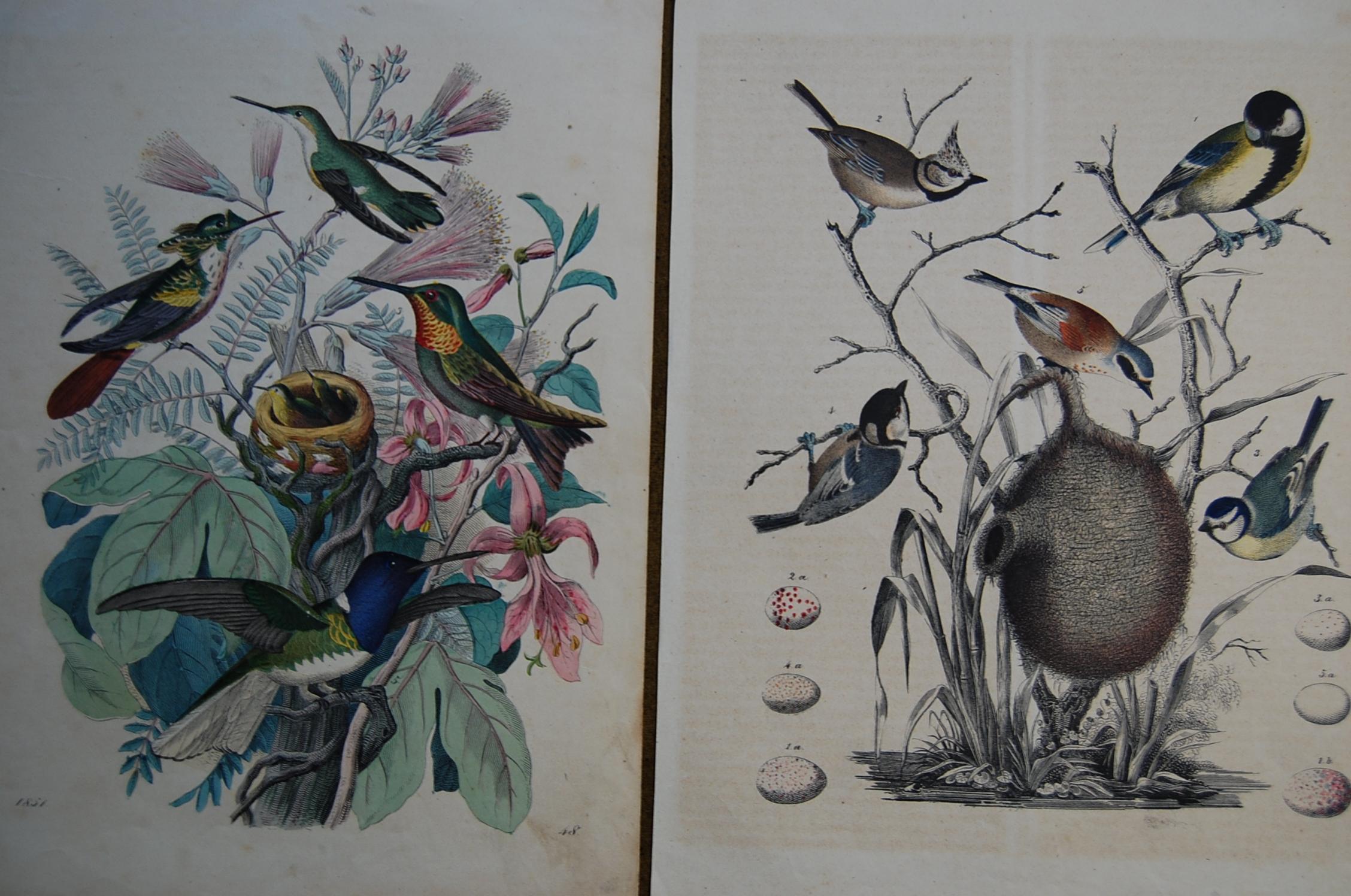 German Two Hand Colored 19th Century Prints Depicting Bird Species and Nests
