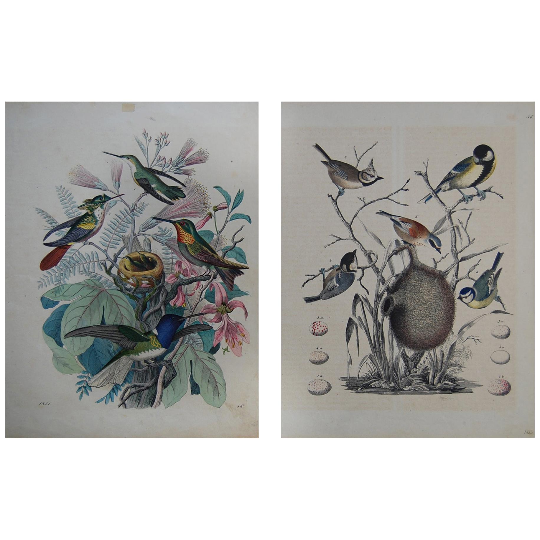 Two Hand Colored 19th Century Prints Depicting Bird Species and Nests