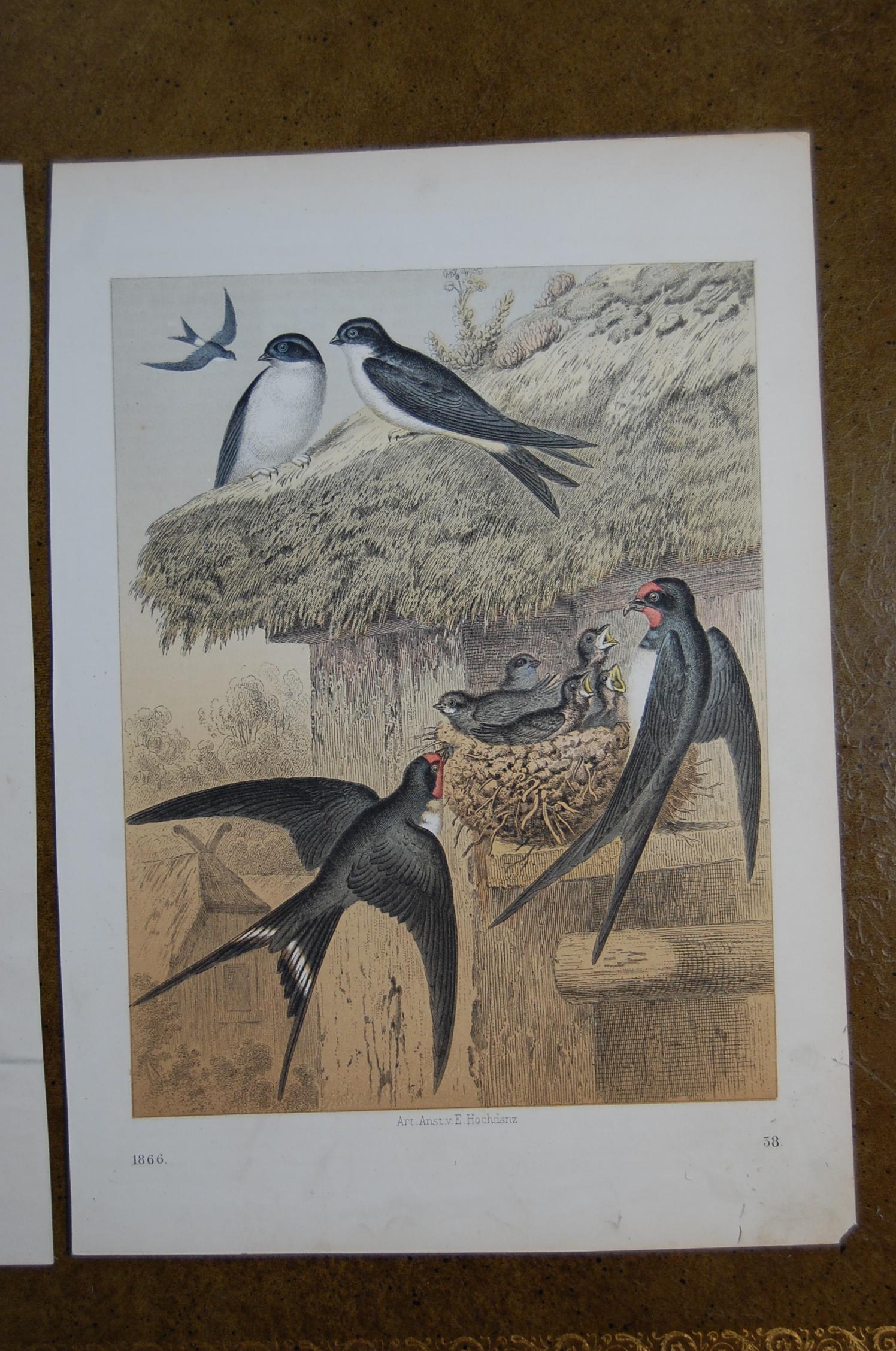 Victorian Two Hand Colored 19th Century Prints Depicting European Bird Species For Sale