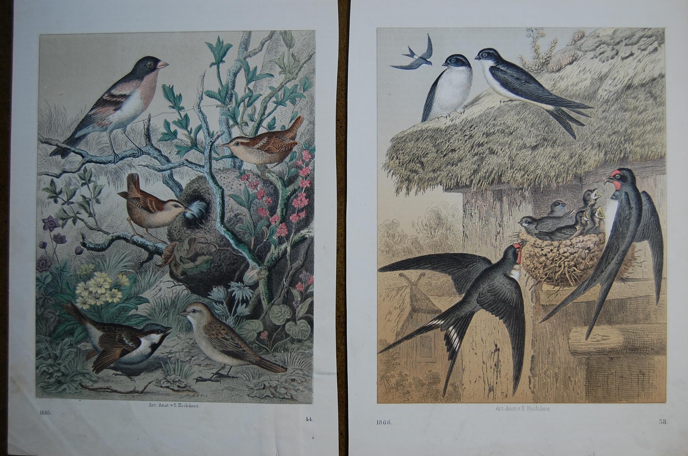 German Two Hand Colored 19th Century Prints Depicting European Bird Species For Sale