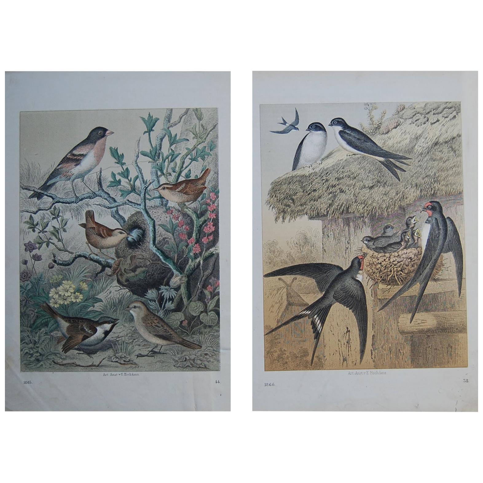 Two Hand Colored 19th Century Prints Depicting European Bird Species For Sale