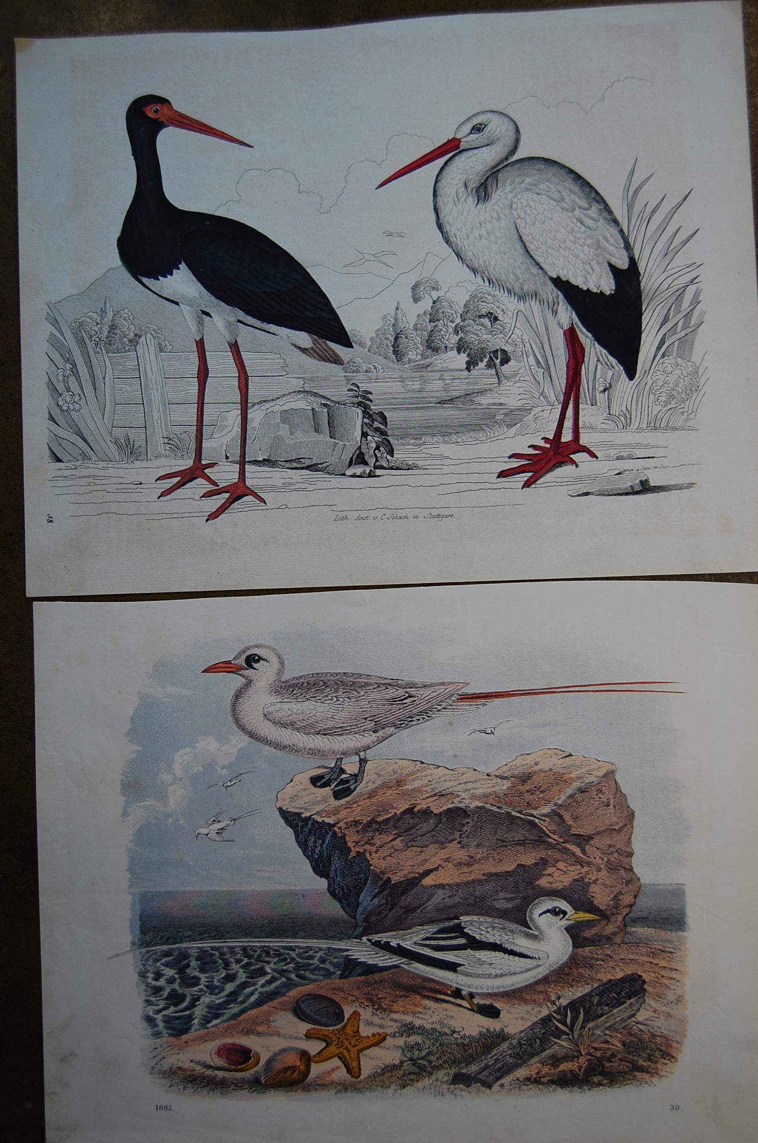 Two similar hand colored prints dated 1863, by Anst. v. C. Schach. Good overall condition and bright beautiful colors.