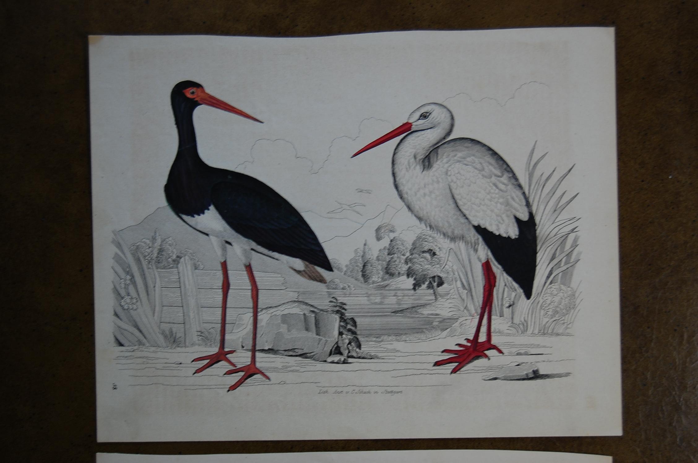 Victorian Two Hand Colored 19th Century Prints Depicting Water Bird Species For Sale