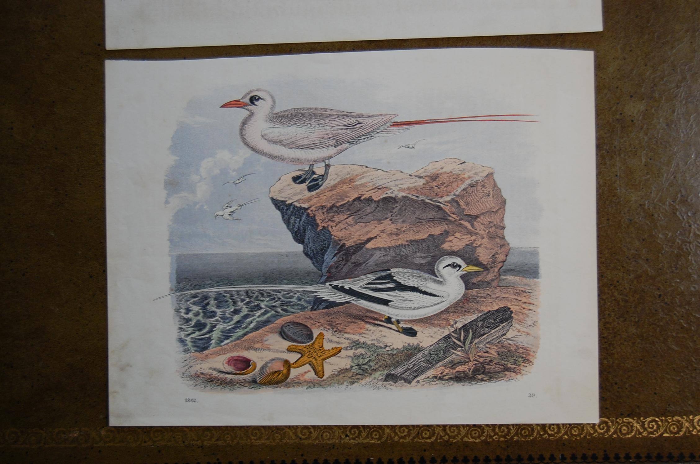 German Two Hand Colored 19th Century Prints Depicting Water Bird Species For Sale