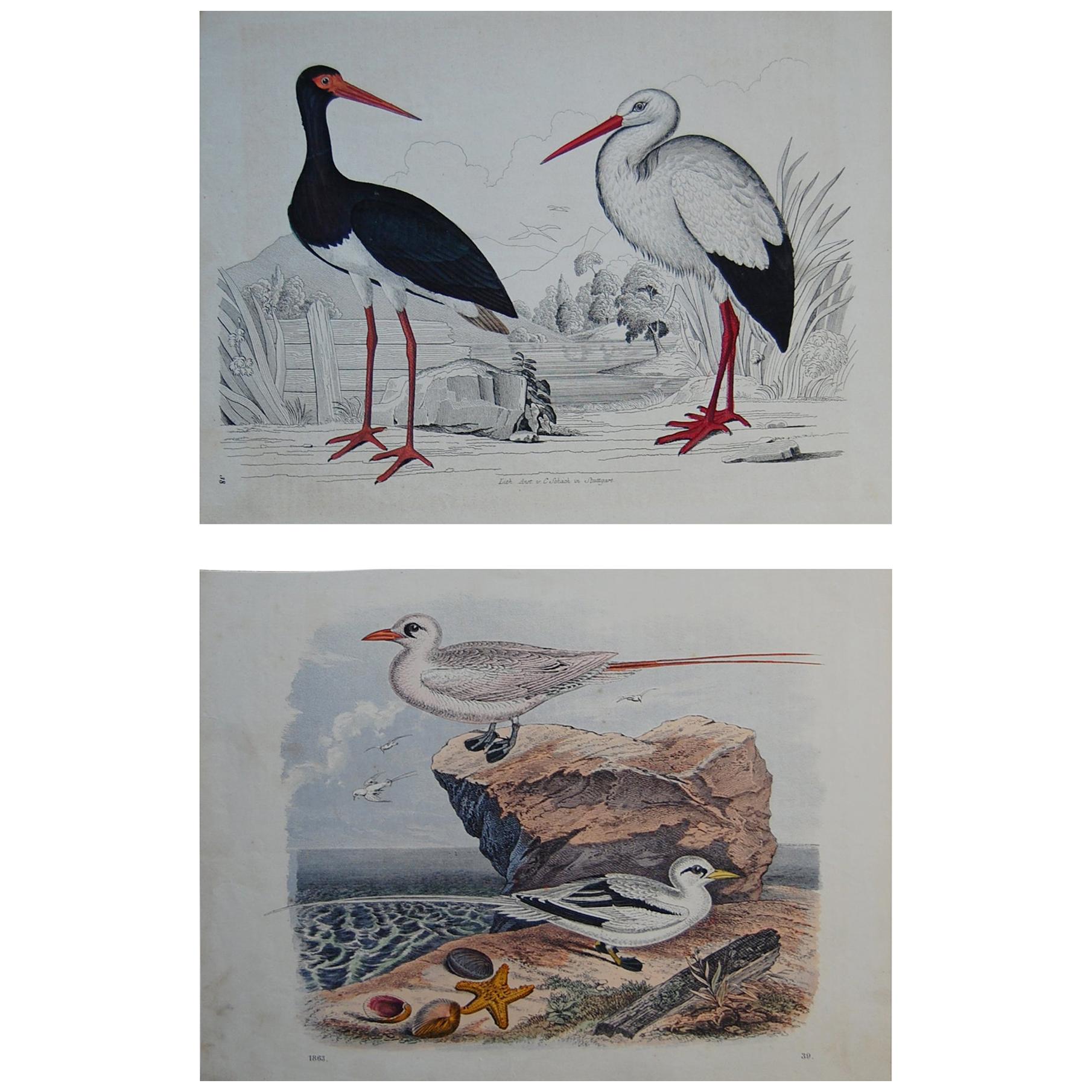 Two Hand Colored 19th Century Prints Depicting Water Bird Species For Sale