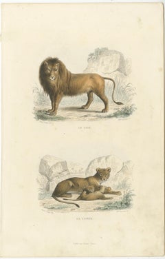 Two Images on One Sheet of a Lion and Lioness