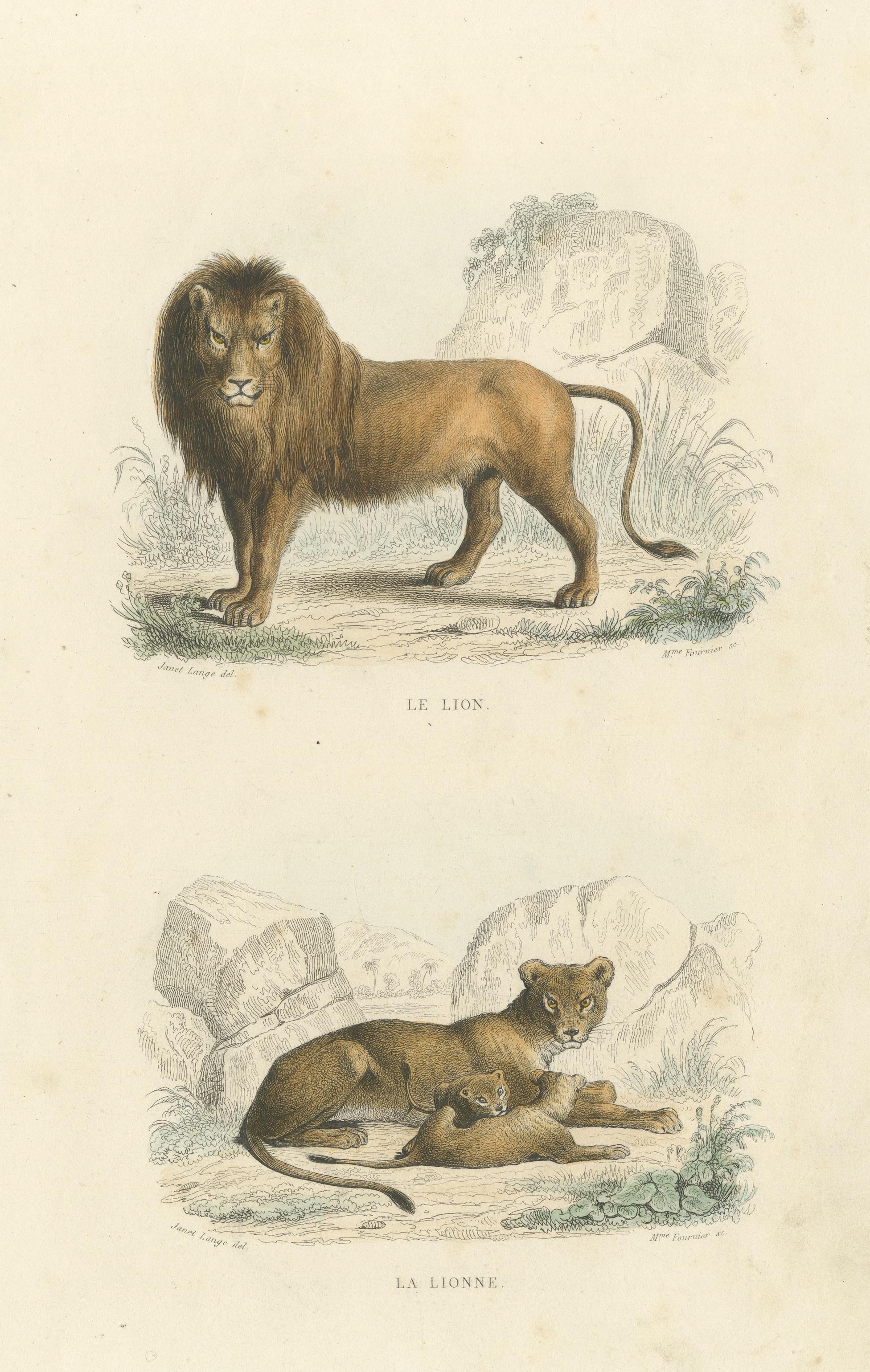 picture of lion and lioness