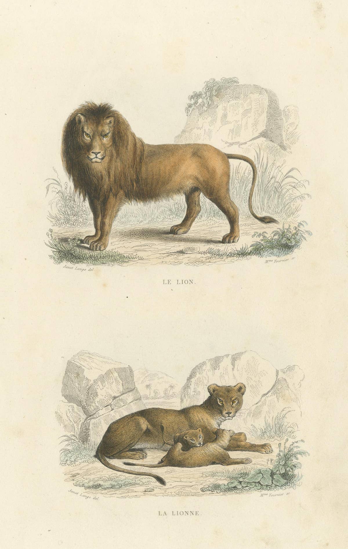 Two Images on One Sheet of a Lion and Lioness