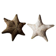 Vintage Two Large 20thC Preserved Starfish Specimens