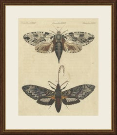 Two Large Exotic Moths, Antique Bertuch Print, circa 1815