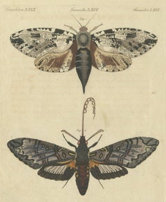 Two Large Exotic Moths, Antique Bertuch Print, circa 1815