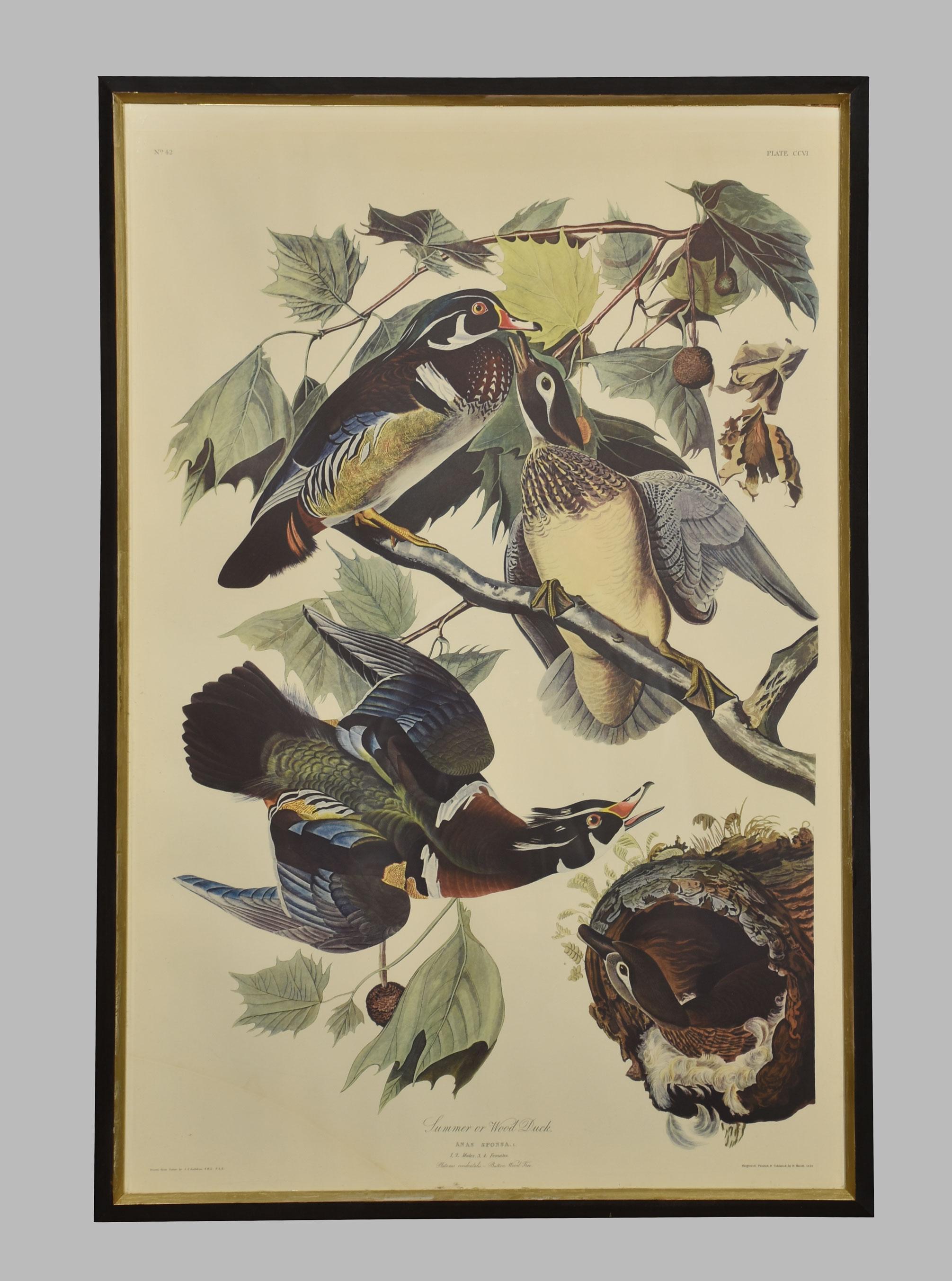 After John J Audubon, two large ornithological studies comprising: “Summer or Wood Duck” and “Pileated Woodpecker, encased in ebonies frames.
Dimensions
Height 41.5 Inches
Width 28 Inches
Depth 1 Inches.