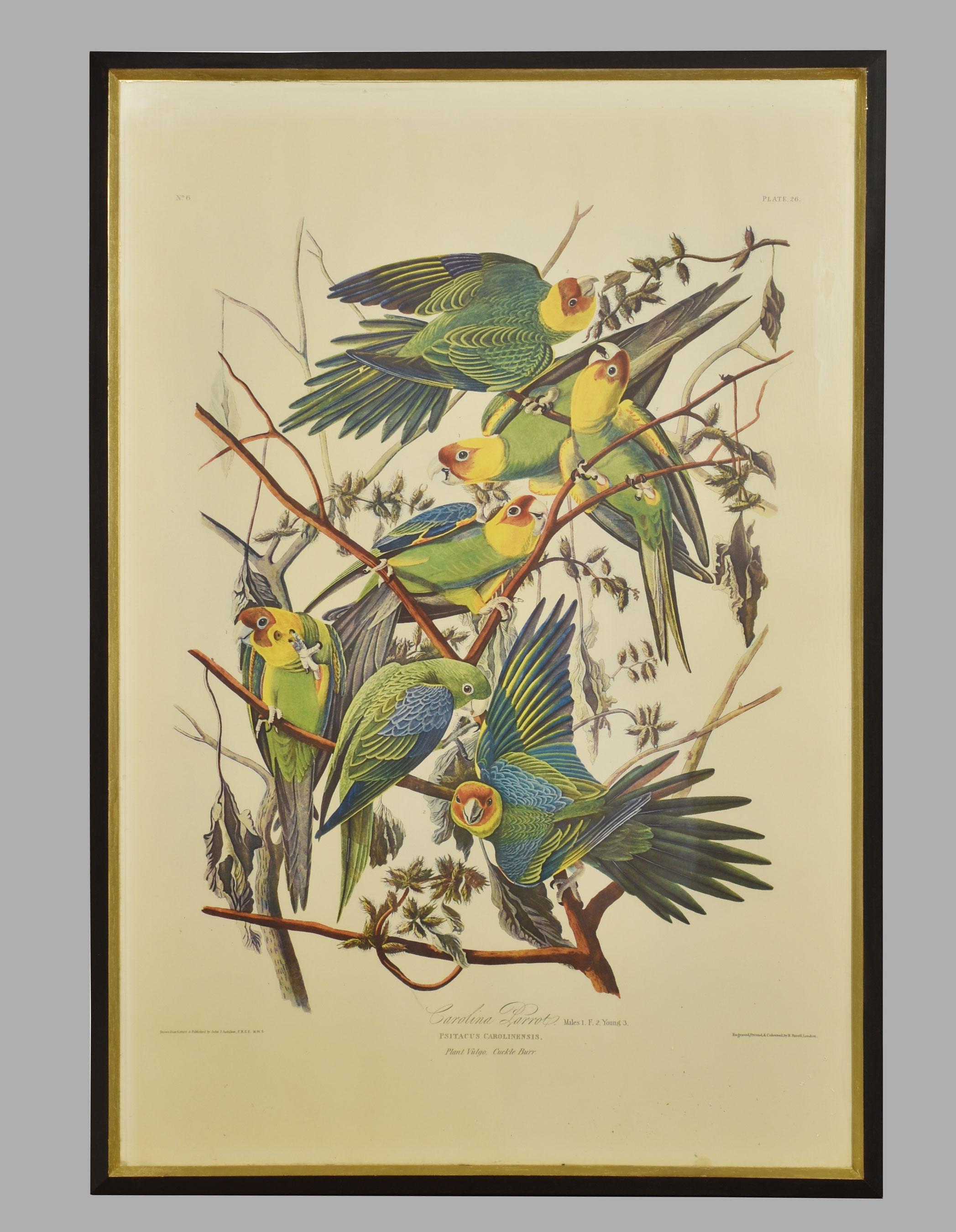 After John J Audubon, Two large ornithological studies comprising of Carolina Parrot and Red-shouldered Hawk encased in ebonies frames.
Dimensions
Height 41.5 inches
Width 28 inches
Depth 1 inches.