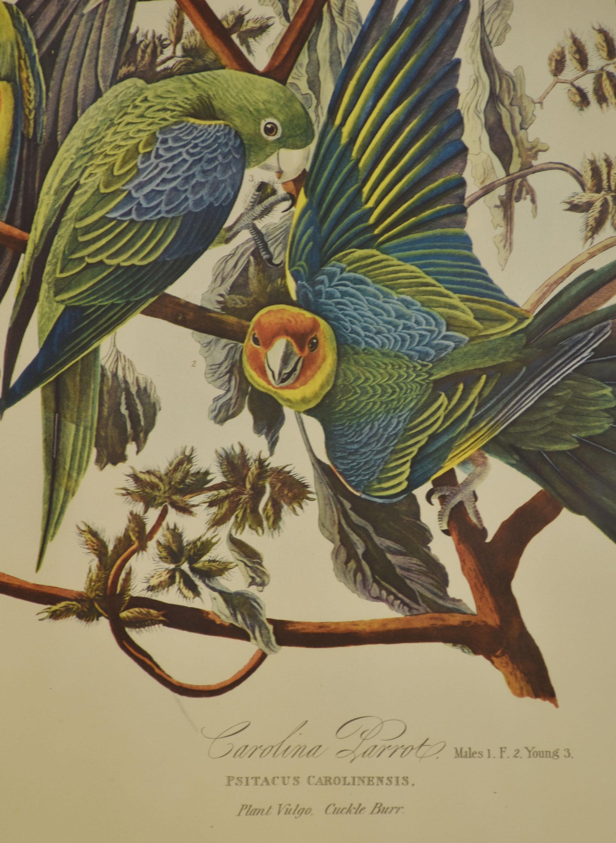 Große ornithologische Studien Vögel im Zustand „Gut“ im Angebot in Cheshire, GB