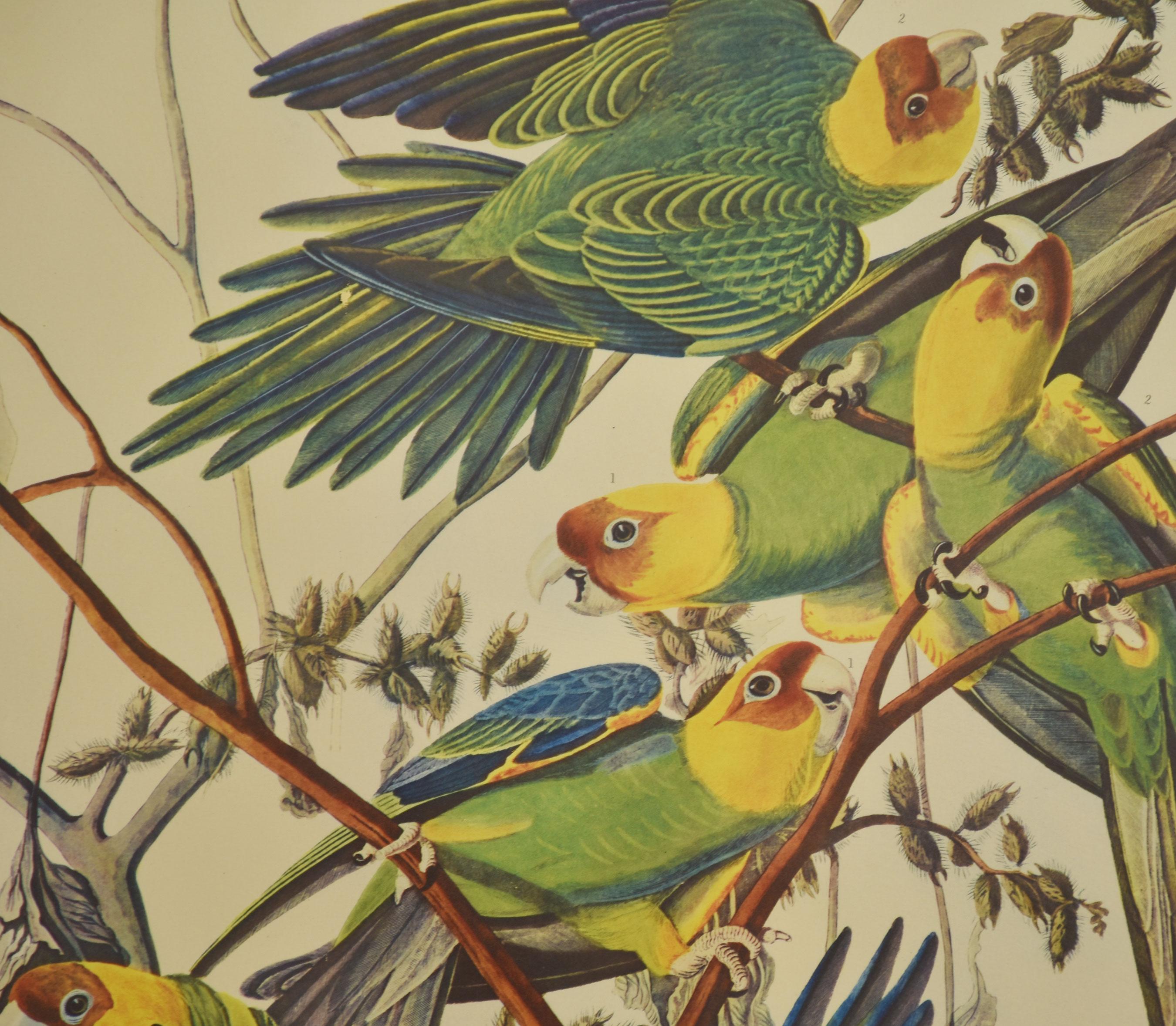Große ornithologische Studien Vögel (20. Jahrhundert) im Angebot