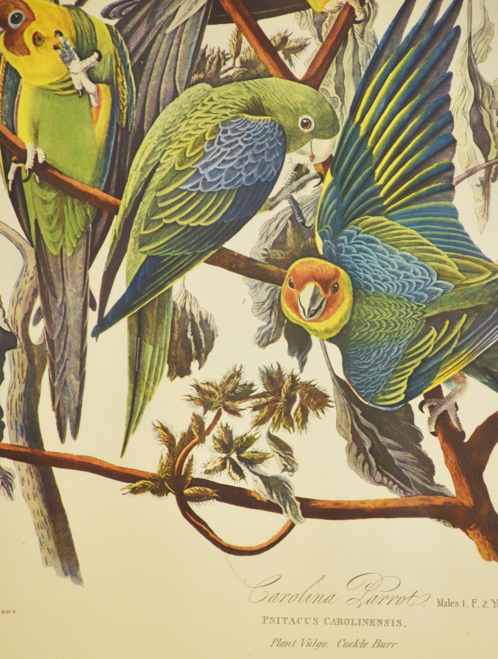 Große ornithologische Studien Vögel (Farbe) im Angebot