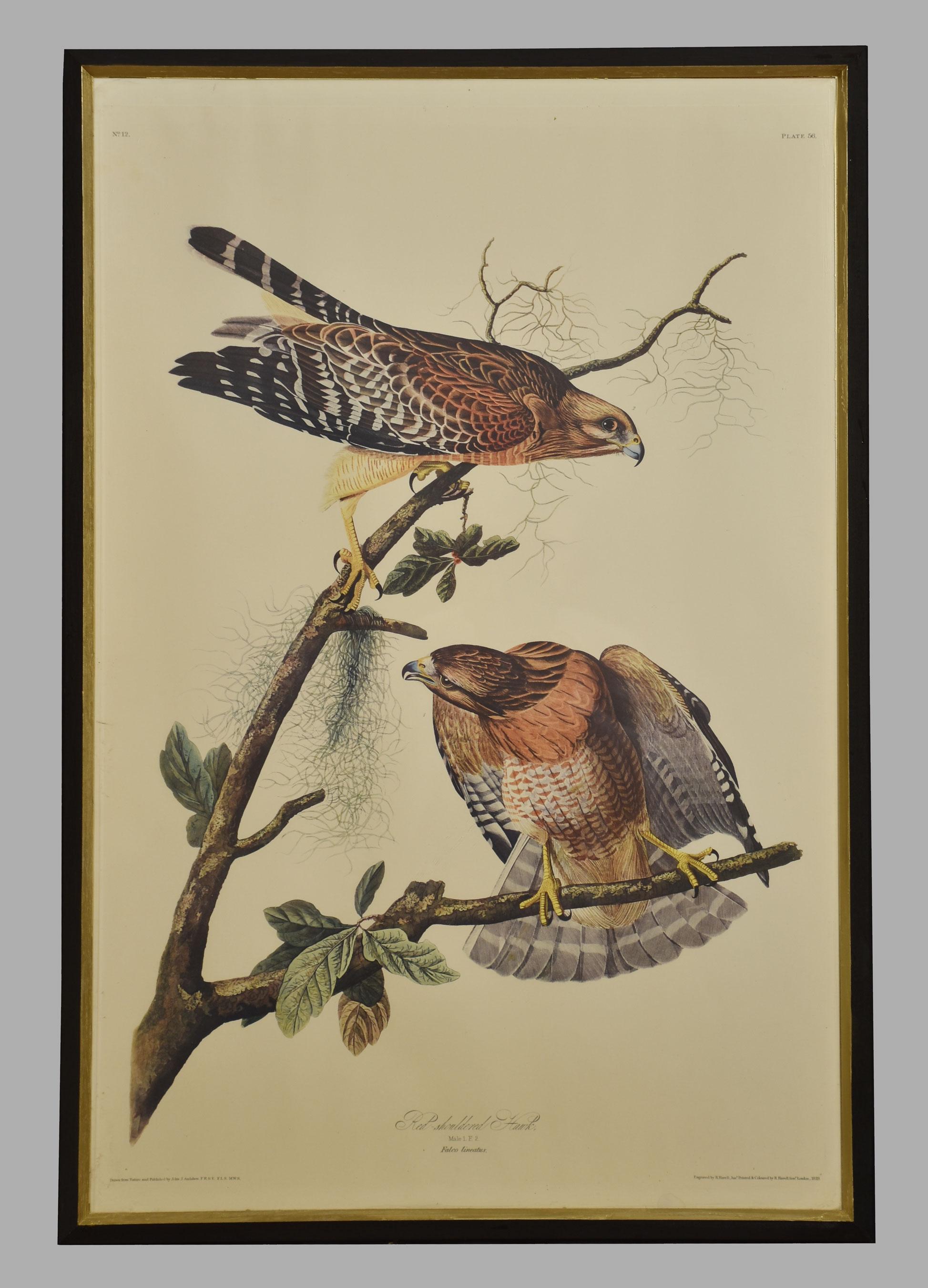 20th Century Two Large Ornithological Studies Birds For Sale