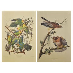 Deux grands oiseaux d'études ornithologiques
