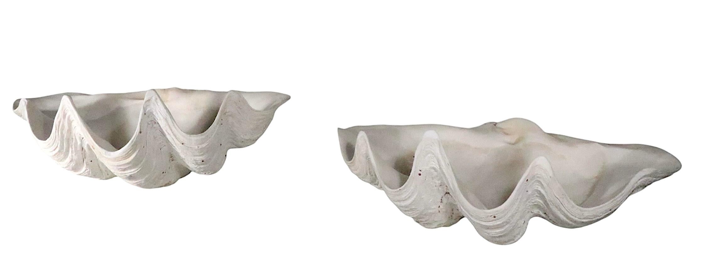 Deux grands coquillages de mer en vente 3