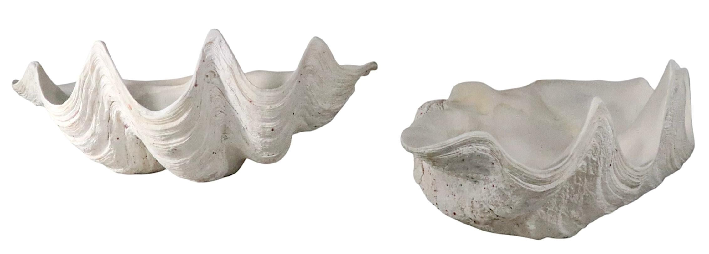 Deux grands coquillages de mer en vente 5