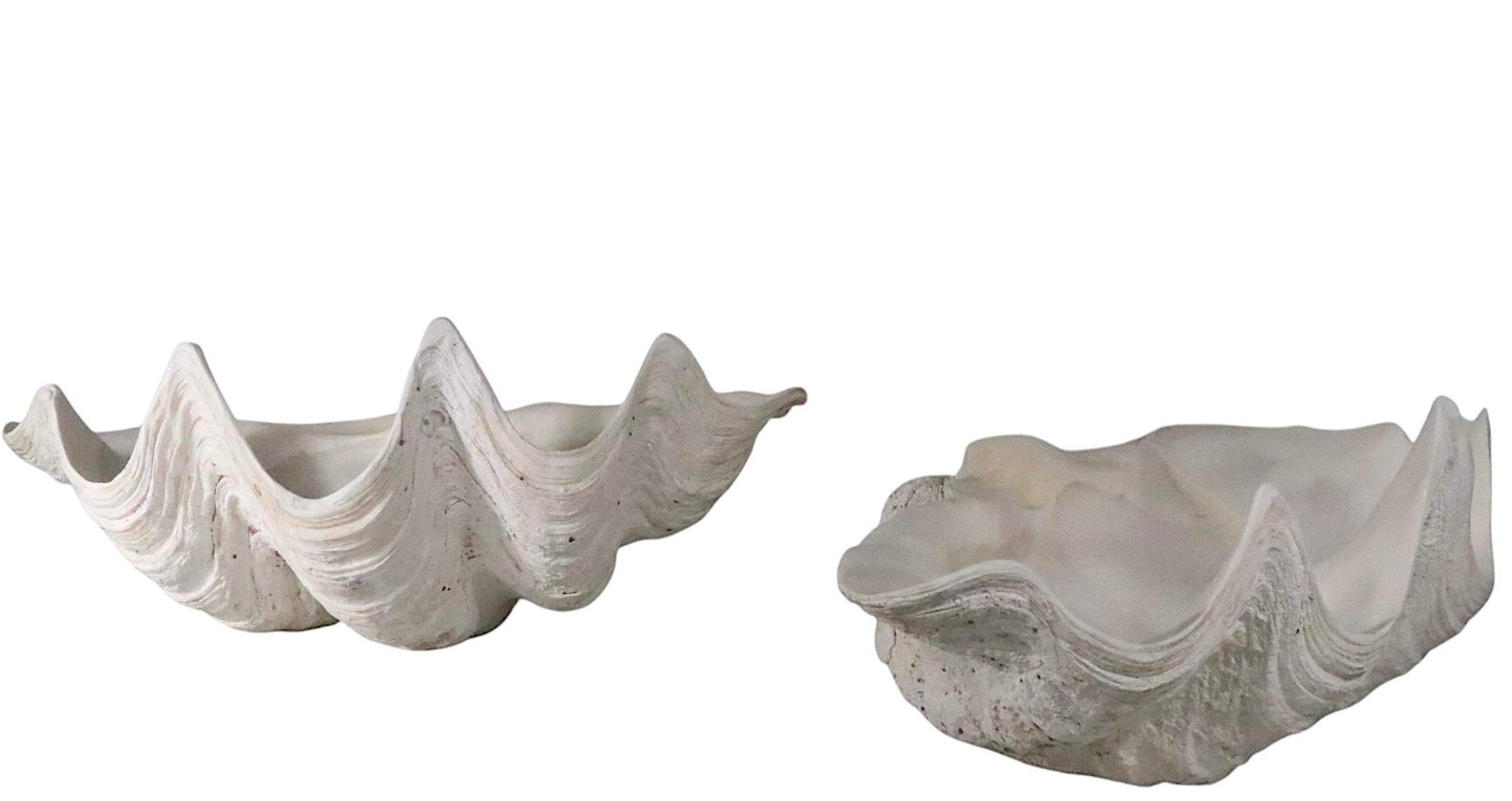 Deux grands coquillages de mer en vente 6