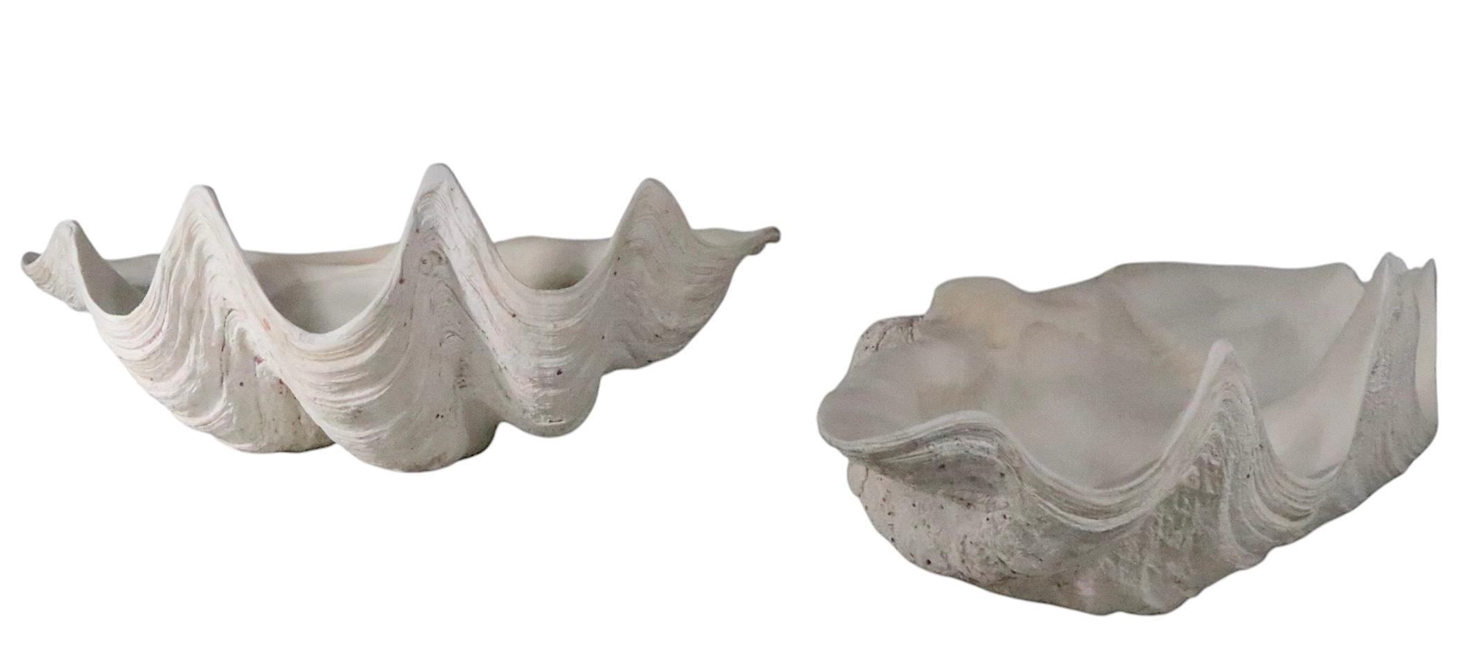 Deux grands coquillages de mer en vente 7