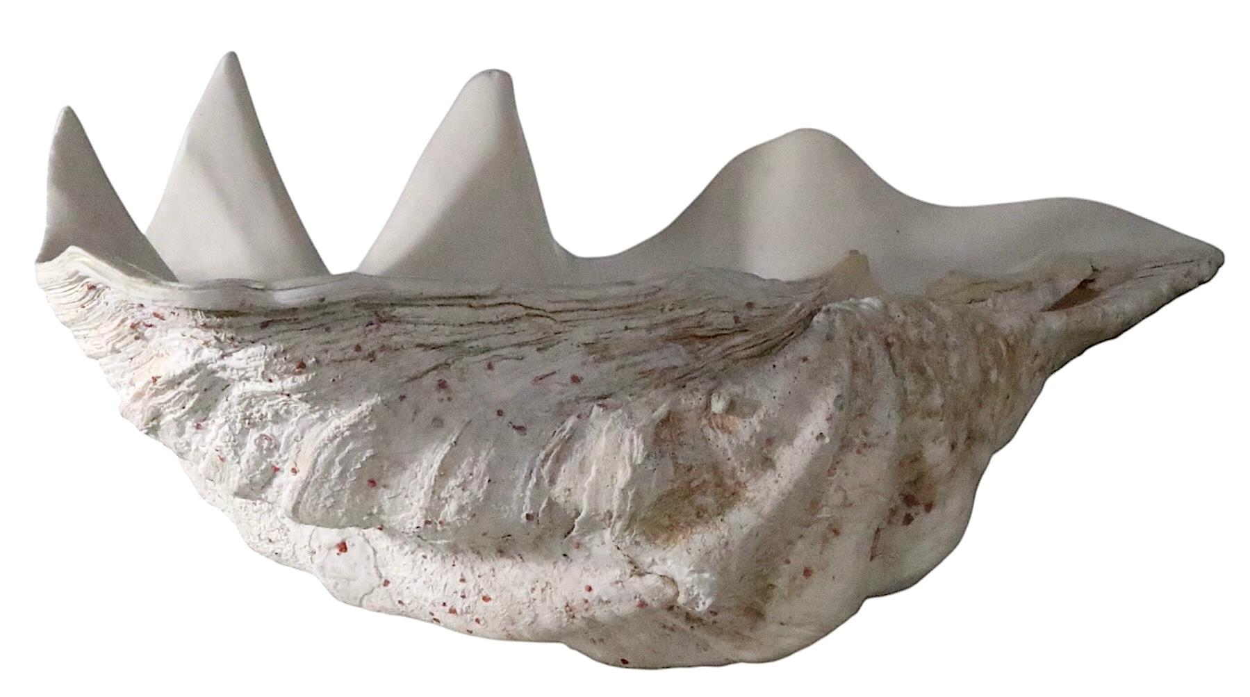 Deux grands coquillages de mer en vente 9