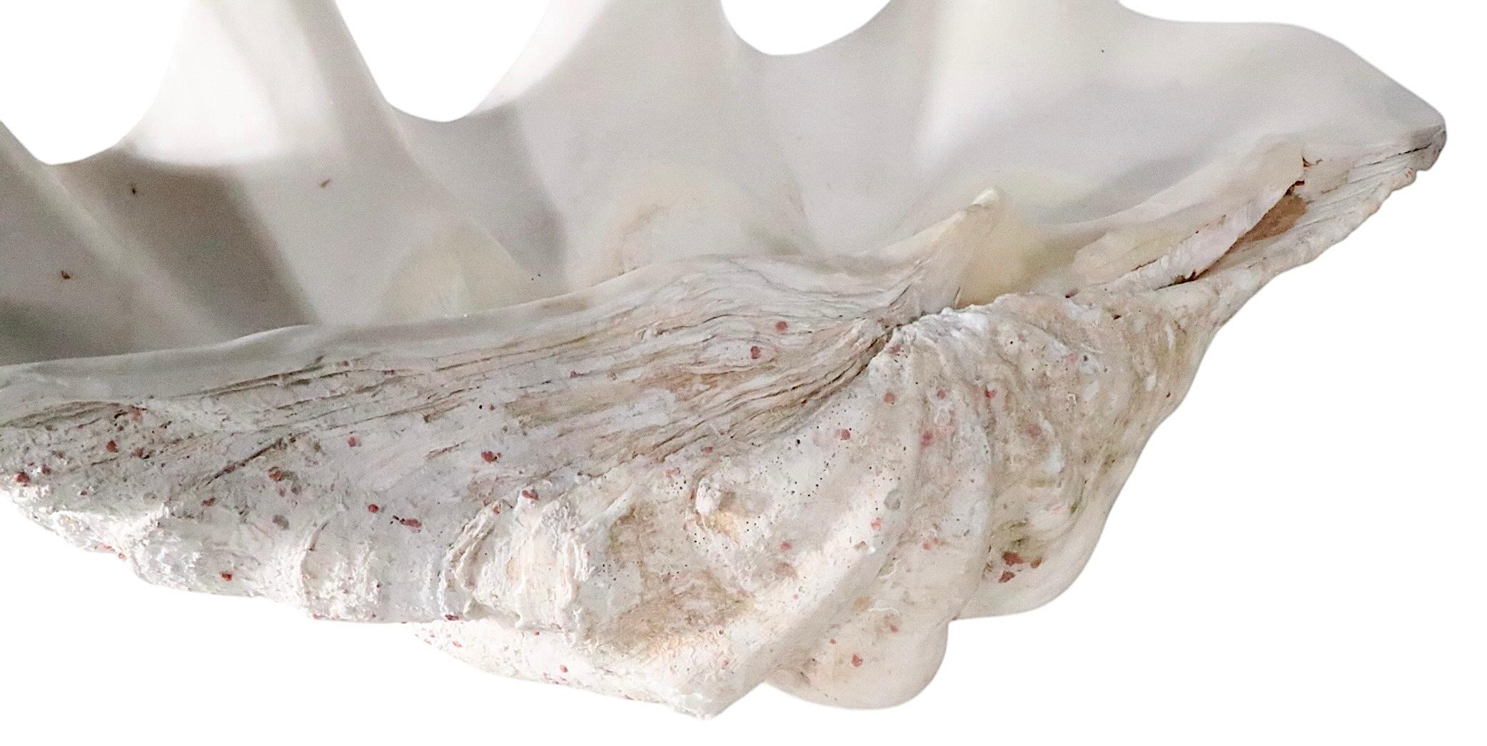 Deux grands coquillages de mer en vente 10