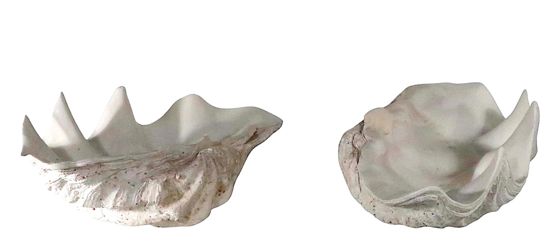 Exceptionnel ensemble de deux grands coquillages, en très bon état de propreté et prêts à être exposés. Grand objet décoratif, offert et tarifé comme un ensemble de deux. 