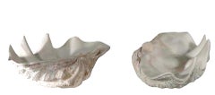 Two Large Sea Shells