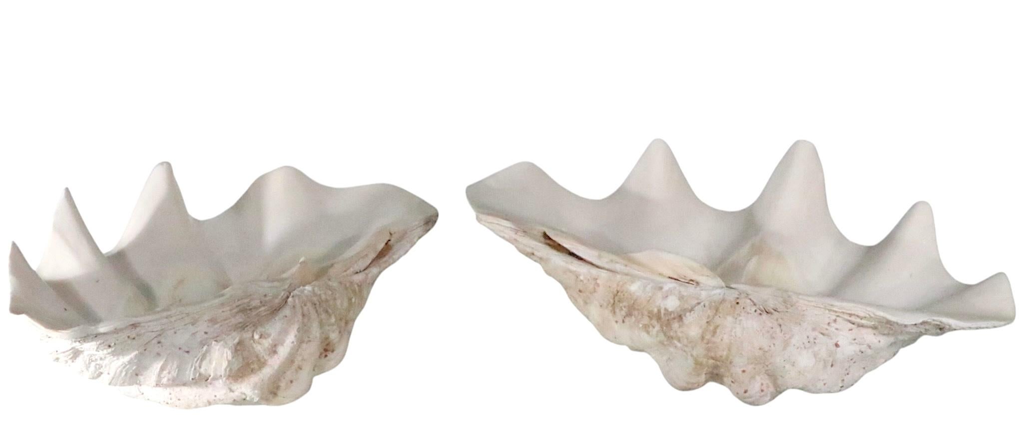 Américain Deux grands coquillages de mer en vente