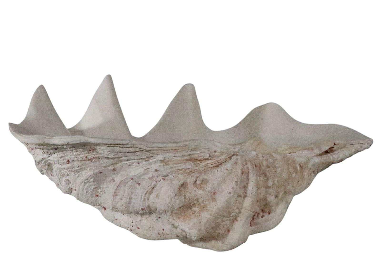 Deux grands coquillages de mer Bon état - En vente à New York, NY