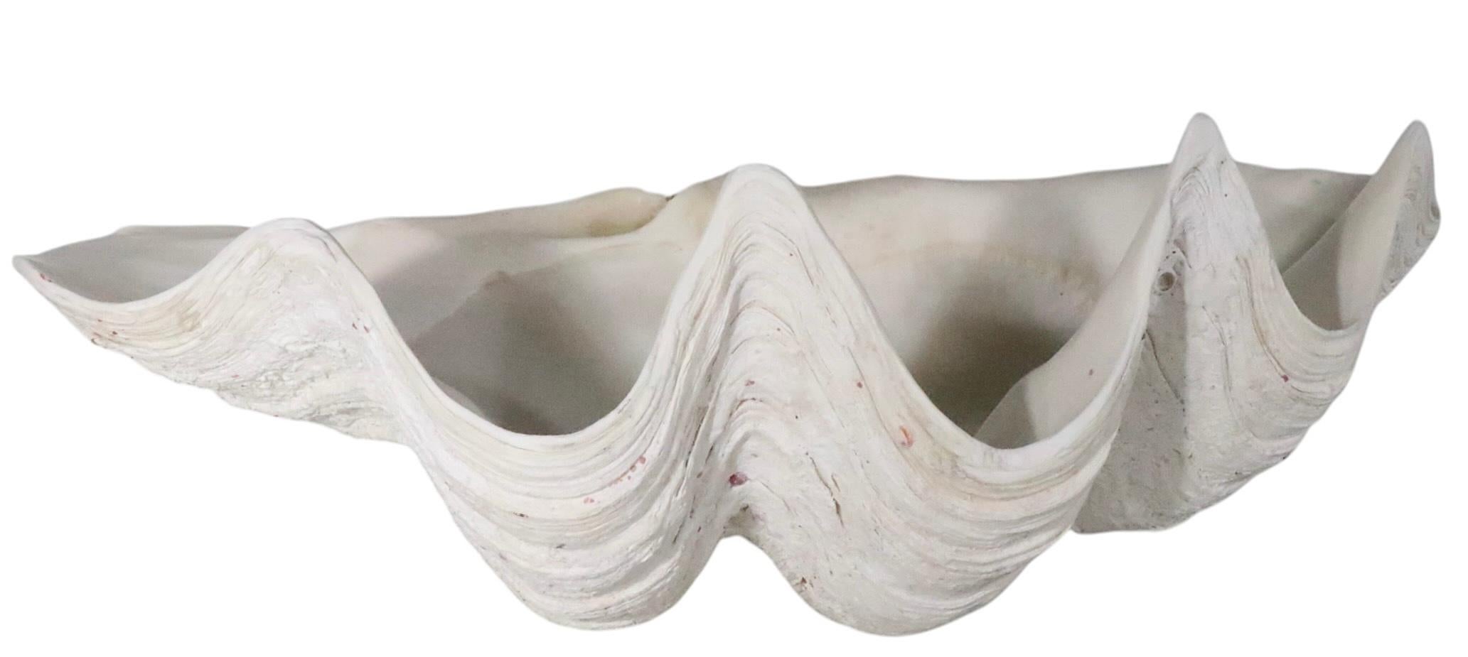 20ième siècle Deux grands coquillages de mer en vente