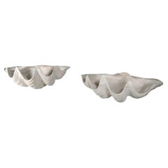 Deux grands coquillages de mer
