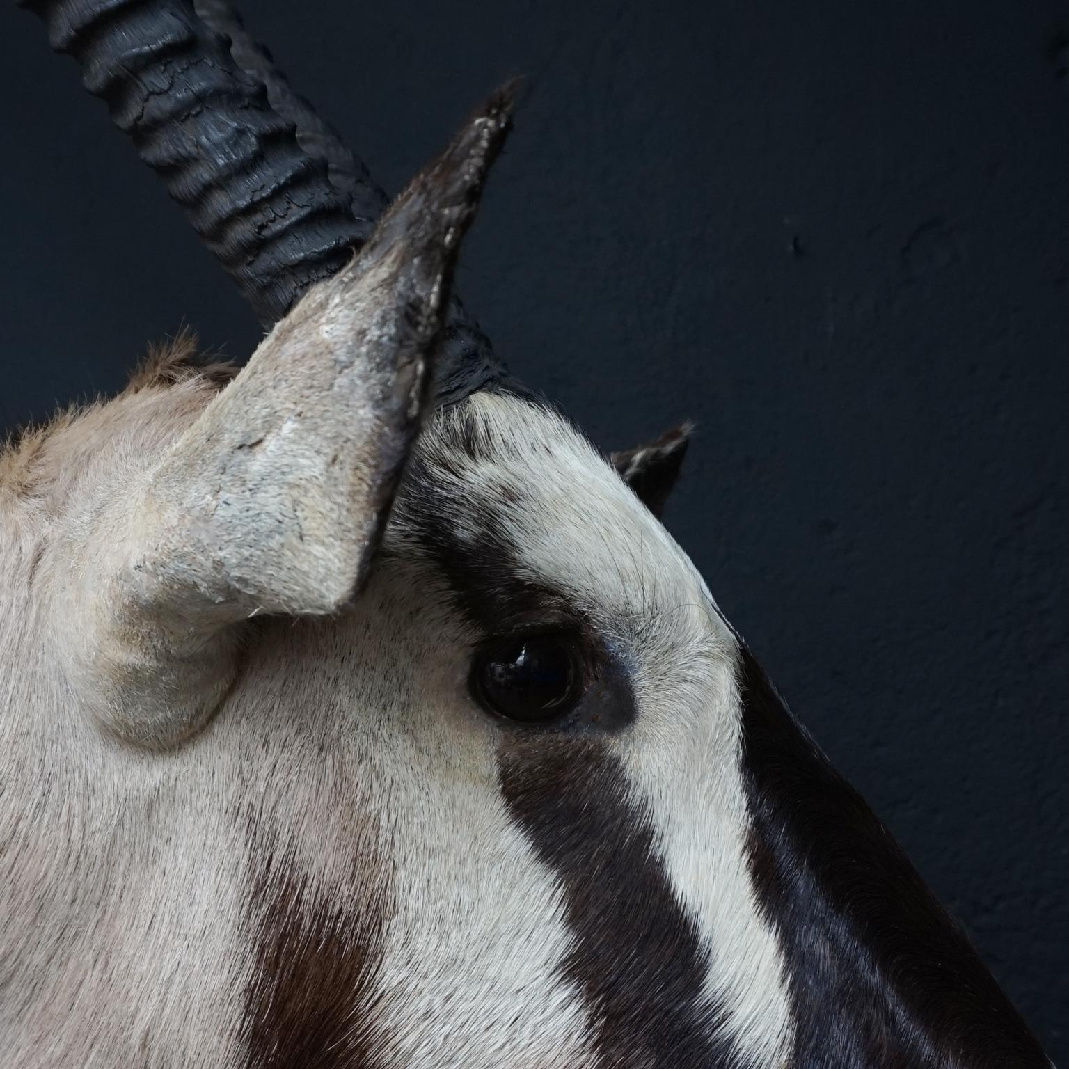 Two Large Vintage African Oryx Shoulder Mounts 2