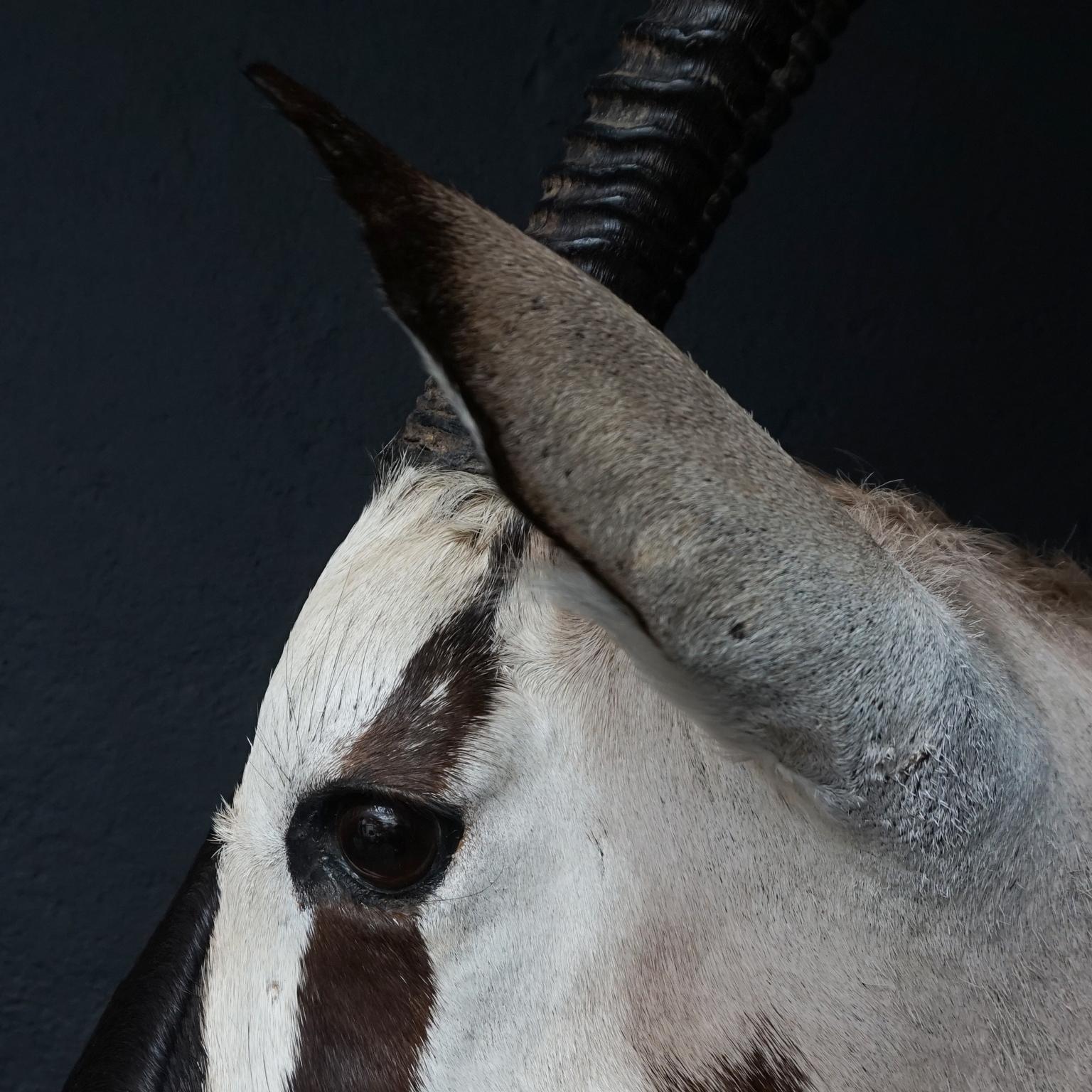 Two Large Vintage African Oryx Shoulder Mounts 3