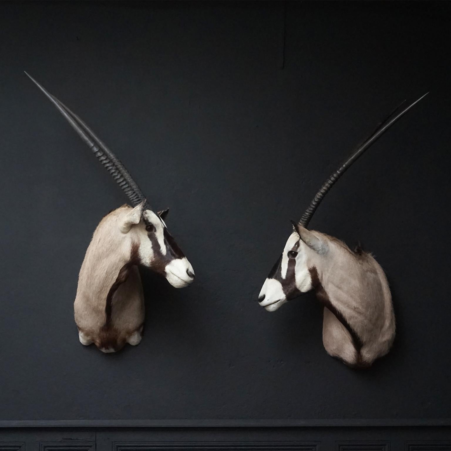 Very nicely mounted vintage set of South African Oryx Antelope's shoulder mounts, they are also known as Gemsbok or Oryx Gazella.

These South African gracious animals have spectacular horns and Oryx are considered by some to be the most handsome