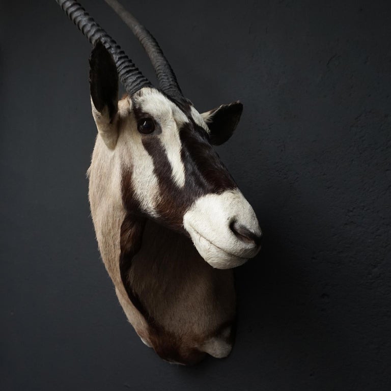 Two Large Vintage African Oryx Shoulder Mounts at 1stDibs oryx mounts