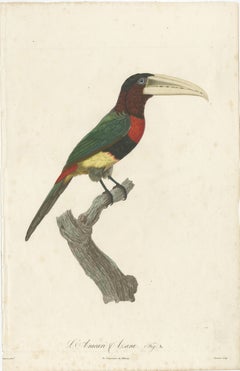 Two Magnificent Hand-Colored Antique Prints of a Toucan, Ca.1805, Rare