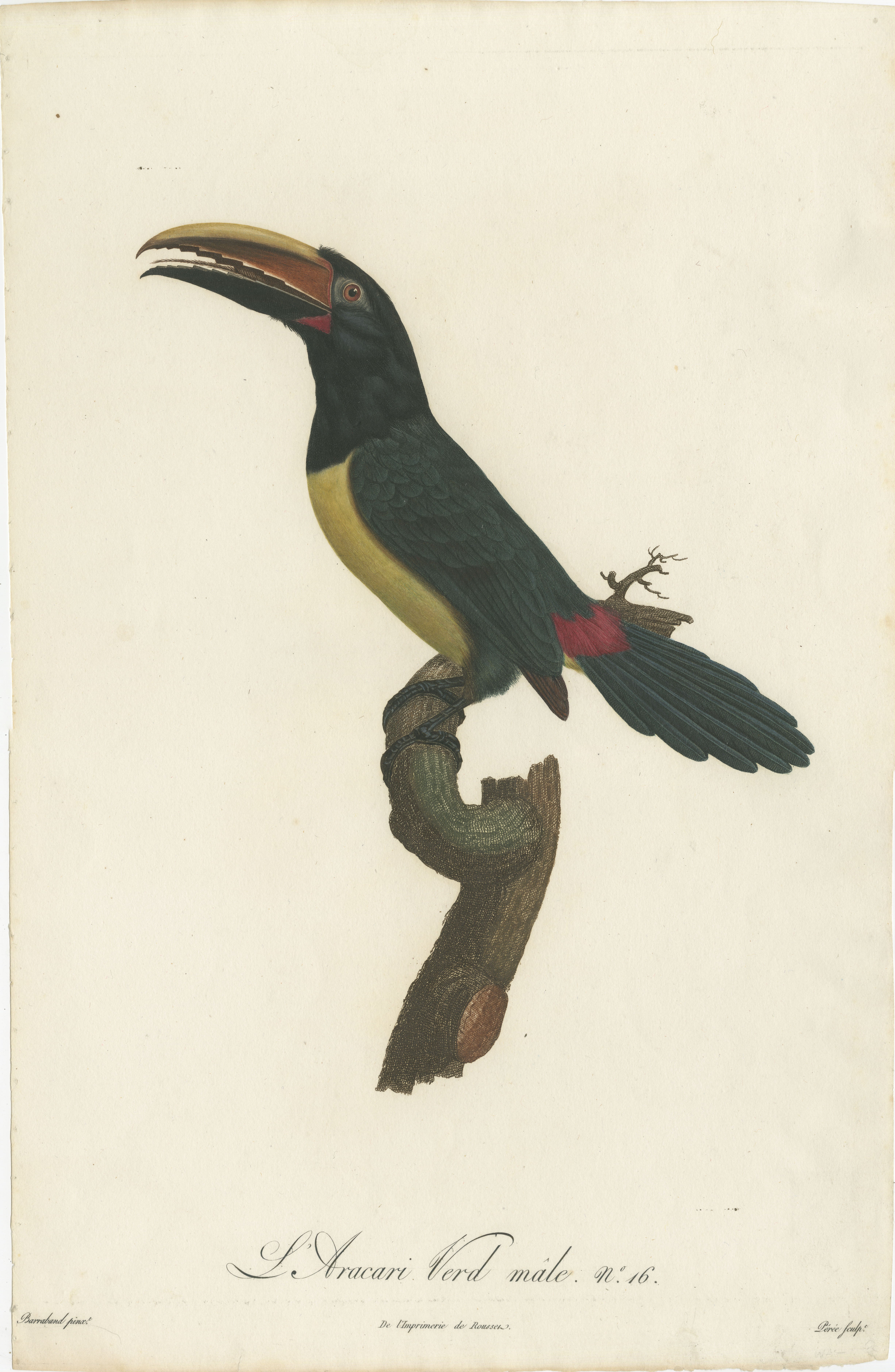 Two Magnificent Hand-Colored Antique Prints of a Toucan, Ca.1805, Rare In Good Condition For Sale In Langweer, NL