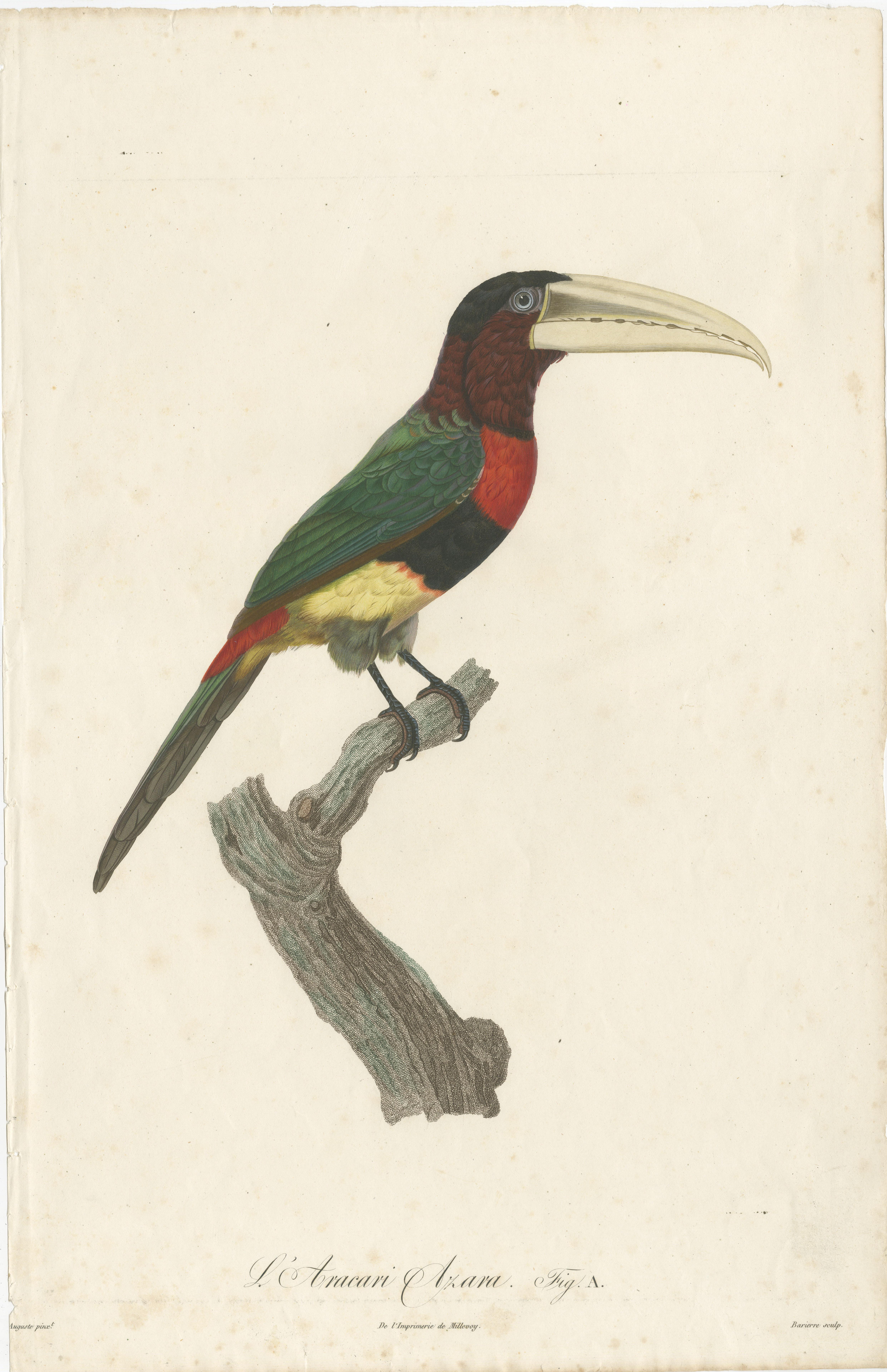 Early 19th Century Two Magnificent Hand-Colored Antique Prints of a Toucan, Ca.1805, Rare For Sale
