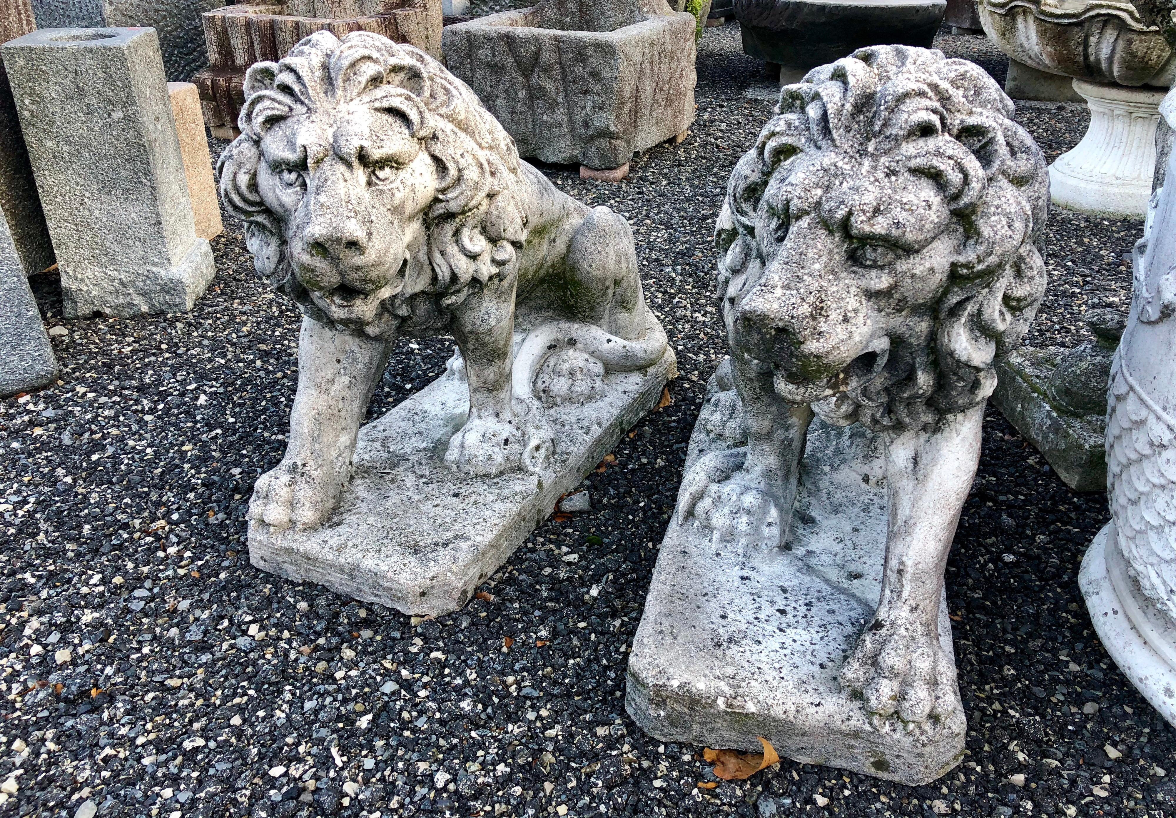Two Medium Italian Cement Cast Garden Gate Lions, 1950 2