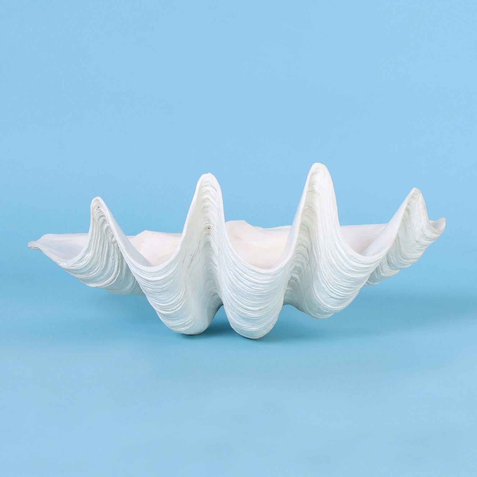 Una de las formas más icónicas de la madre naturaleza, aquí te presentamos dos conchas de almeja orgánicas de tamaño mediano en todo su esplendor inspirado en el océano. Precio por unidad. 

De izquierda a derecha:

H: 7 A: 20,5 D: 12 2.950