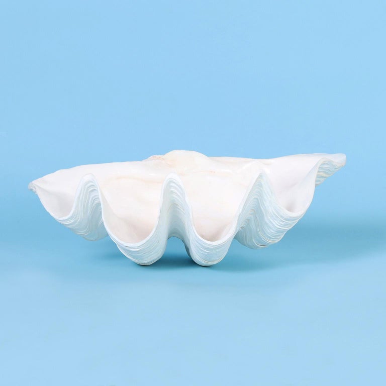 Two Medium Size Clam Shells, Priced Individually For Sale at 1stDibs